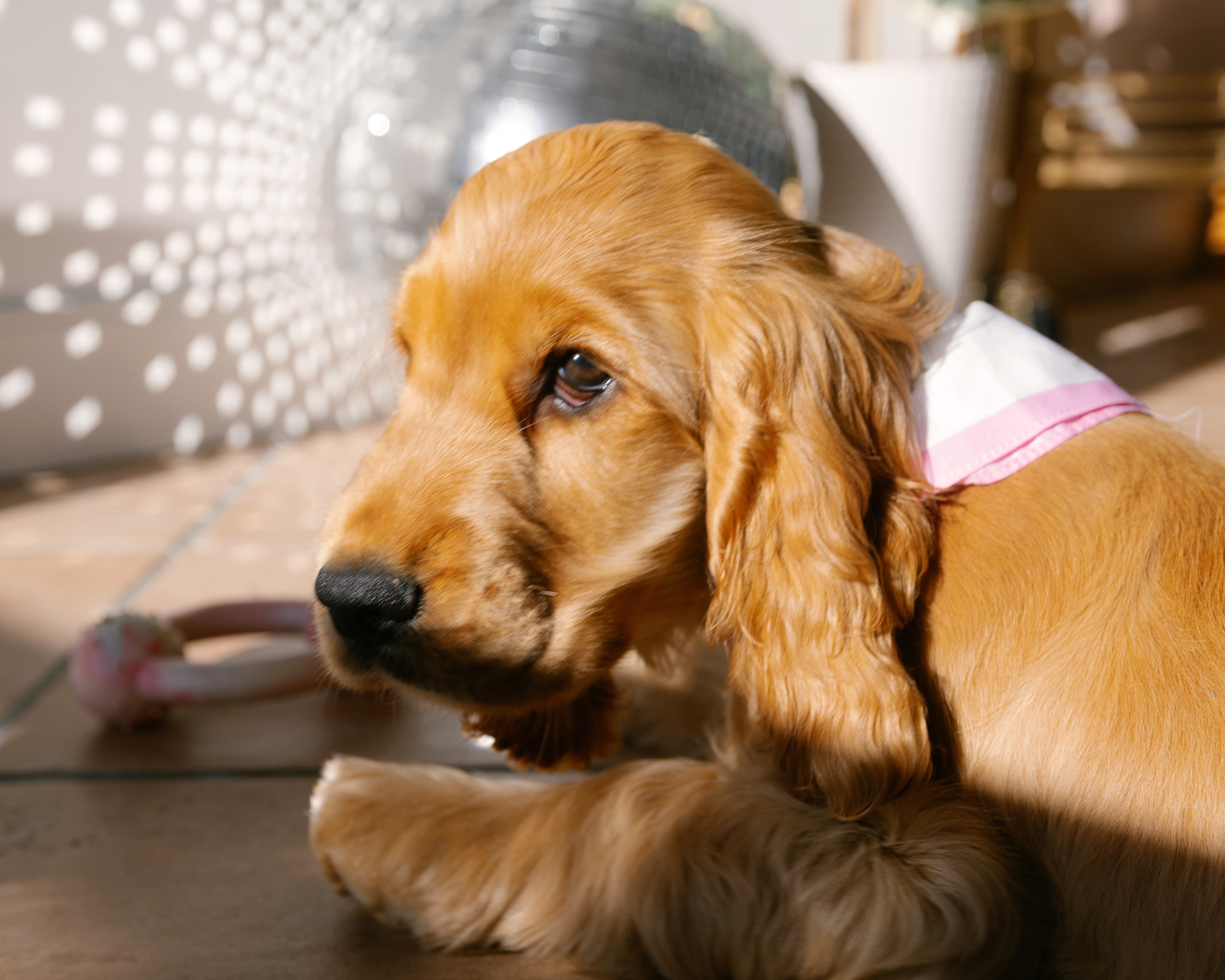 O que é o sucesso, ter um puppy e ser cronicamente insatisfeita